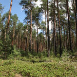 Kiefernwald auf der DBU-Naturerbefläche Weißhaus © Heike Culmsee/DBU Naturerbe