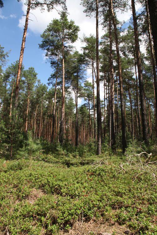 Kiefernwald auf der DBU-Naturerbefläche Weißhaus © Heike Culmsee/DBU Naturerbe