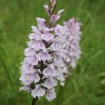 Geflecktes Knabenkraut  © DBU Naturerbe/ Werner Wahmhoff