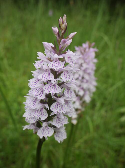Geflecktes Knabenkraut  © DBU Naturerbe/ Werner Wahmhoff