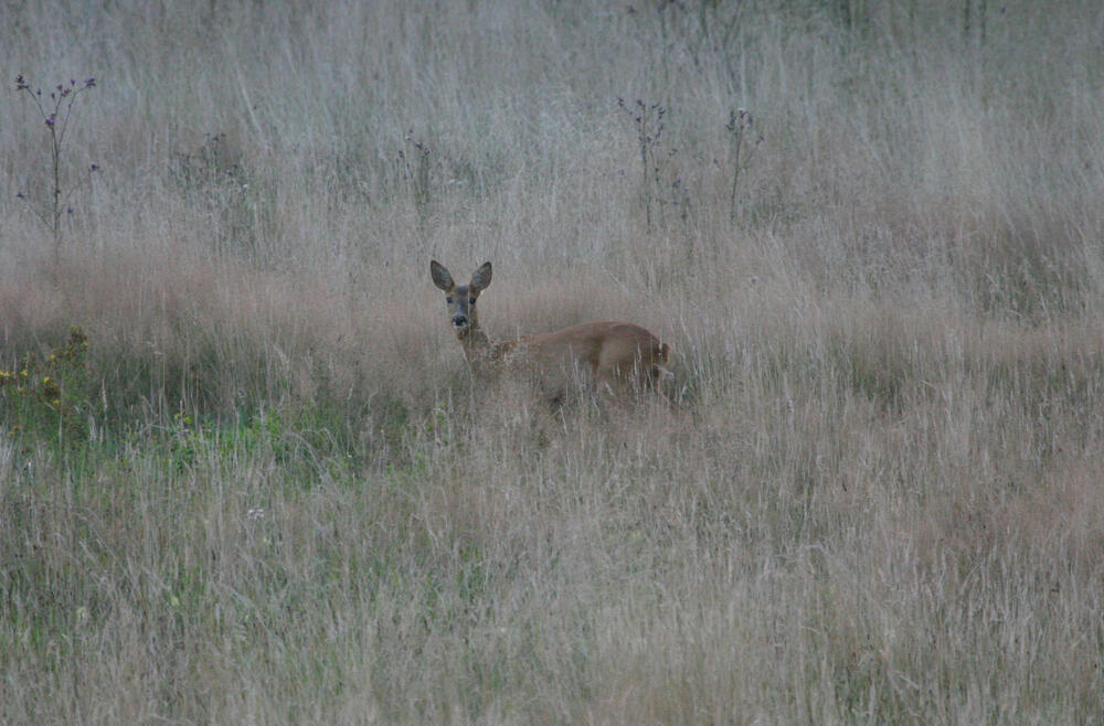 Rehwild auf Wildwiese © Egbert Brunn/Bundesforst