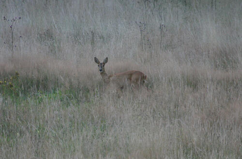 Rehwild auf Wildwiese © Egbert Brunn/Bundesforst