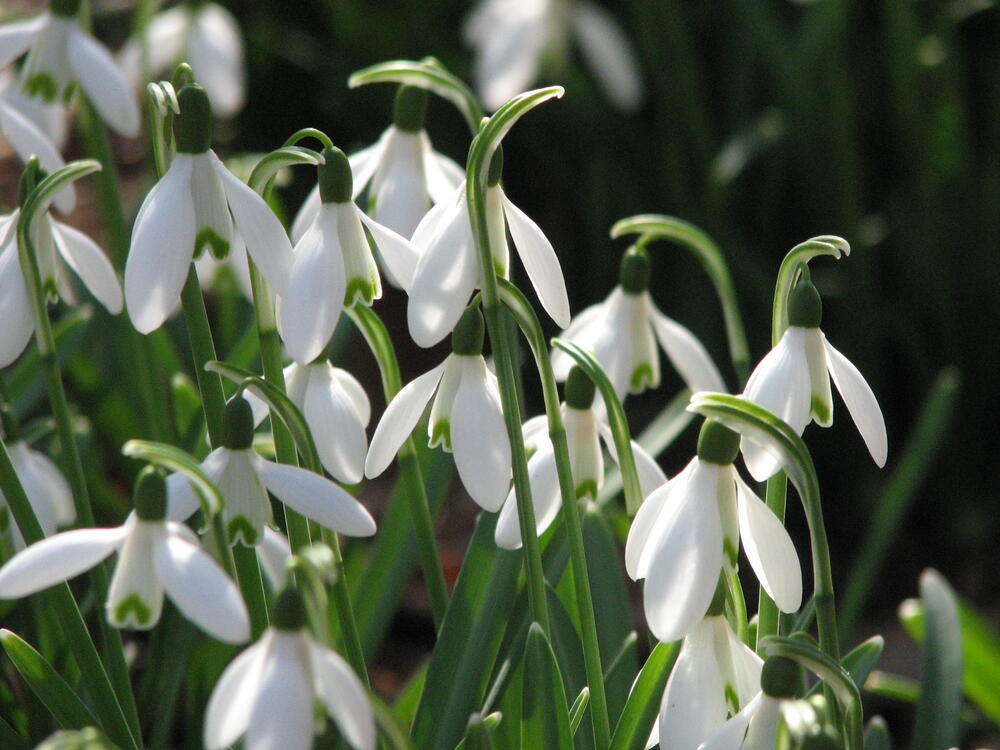 Frühling im DBU-Park 