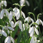 Frühling im DBU-Park 