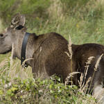 Elch  © Thomas Stephan