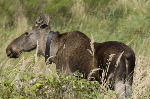 Elch  &copy; Thomas Stephan