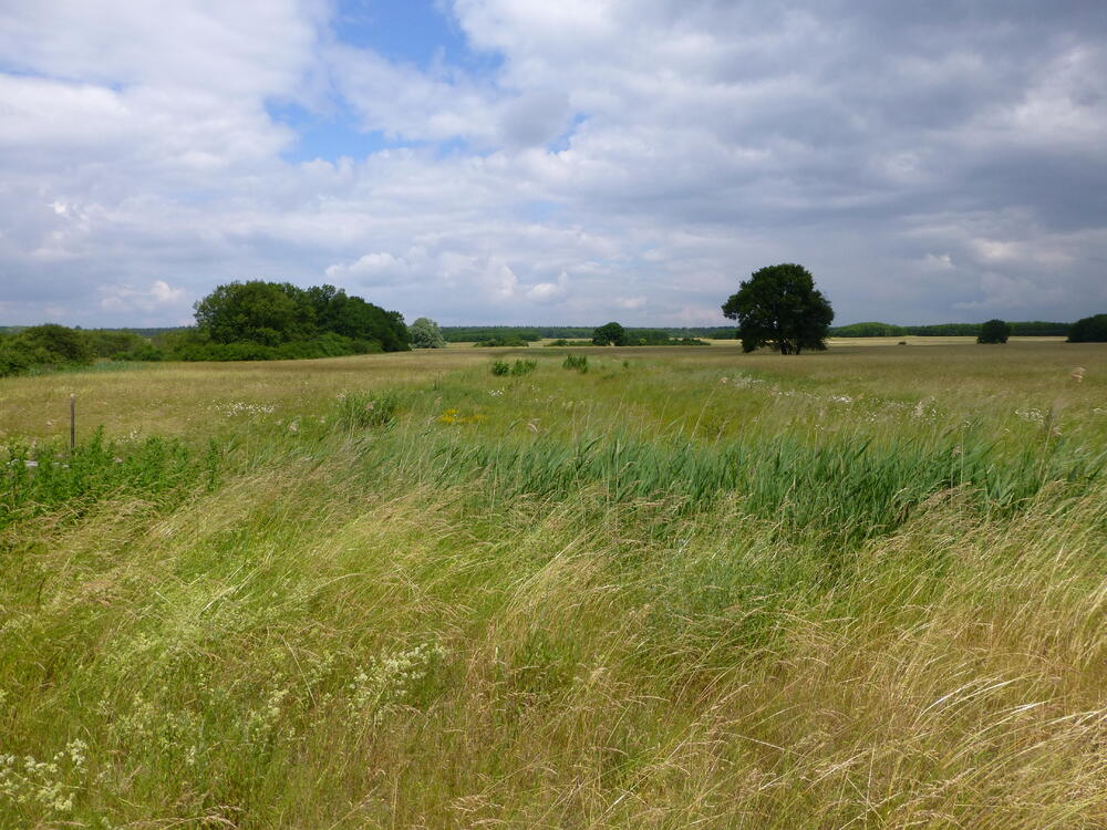 Wohlder Wiesen © Jörg Tillmann/DBU Naturerbe GmbH
