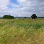 Wohlder Wiesen © Jörg Tillmann/DBU Naturerbe GmbH