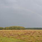 Cuxhavener Küstenheiden © André Kopka/DBU Naturerbe GmbH
