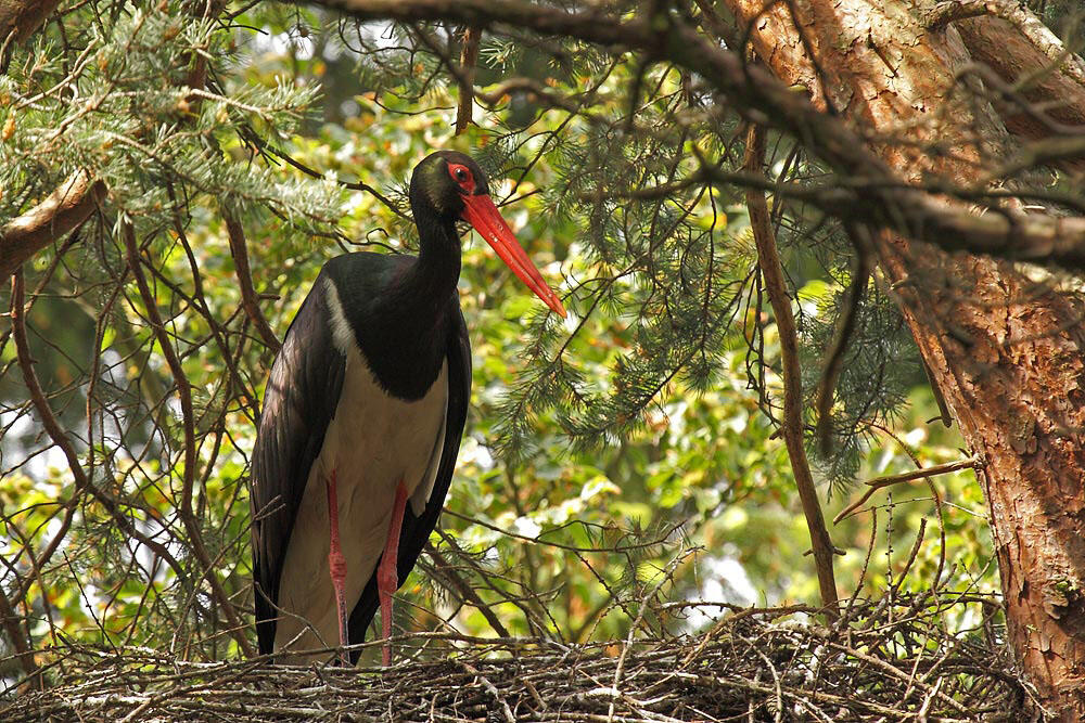 Salzunger Vorderrhön © Trautwein/Bundesforst
