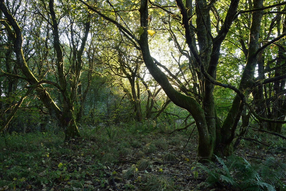 Stegskopf © Thomas Stephan