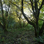 Stegskopf © Thomas Stephan