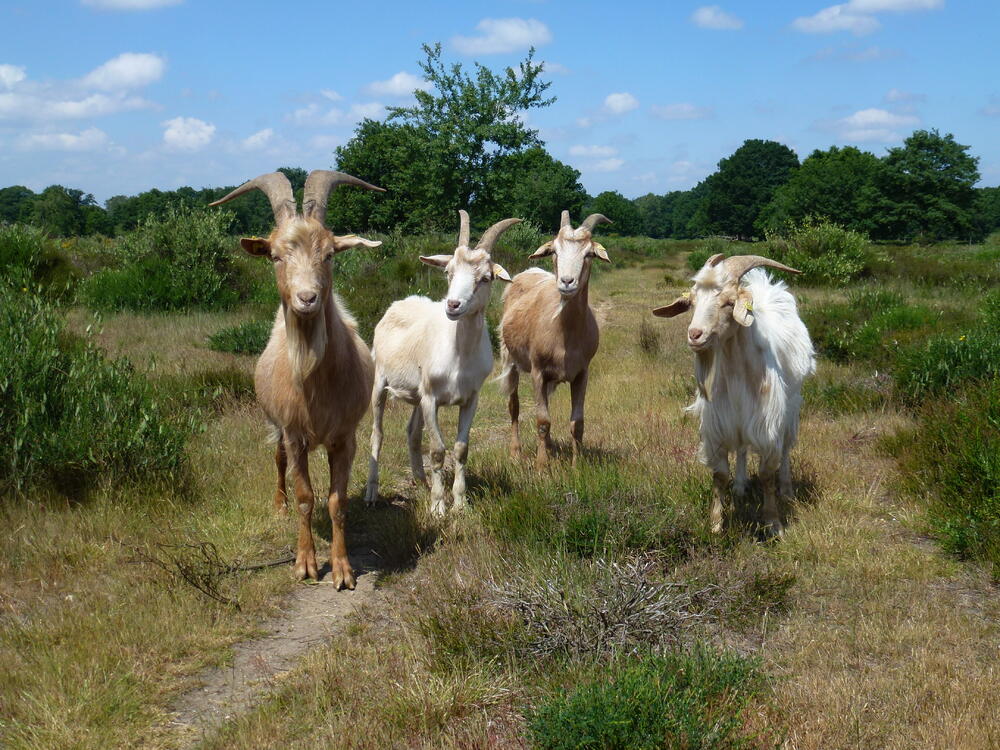Wahner Heide, Ziegen © Jörg Tillmann/DBU Naturerbe GmbH