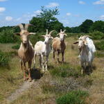 Wahner Heide, Ziegen © Jörg Tillmann/DBU Naturerbe GmbH