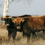 Oranienbaumer Heide © Claudia Walter