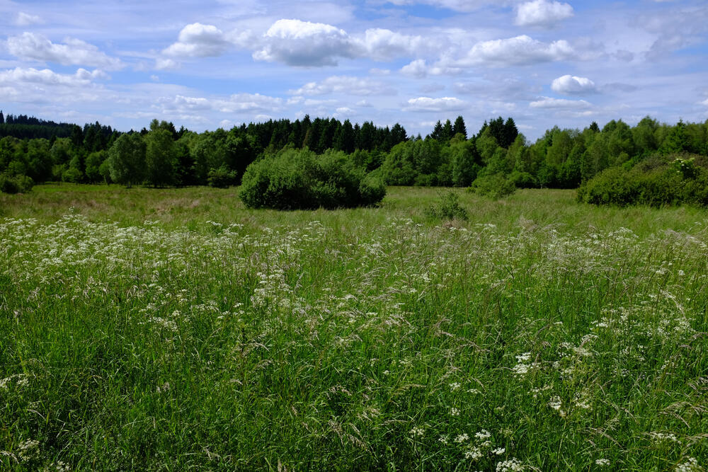 DBU-Naturerbefläche Stegskopf © DBU/Wiener