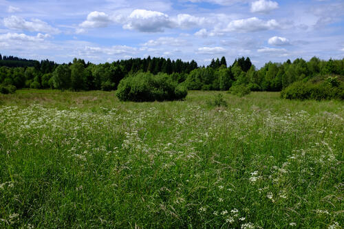 DBU-Naturerbefläche Stegskopf © DBU/Wiener