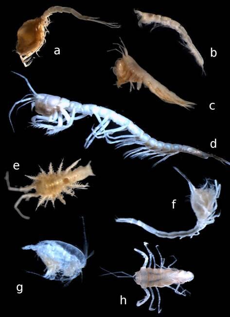 Die Vielfalt an Krebsen aus dem Epibenthosschlitten © Sabine Schückel