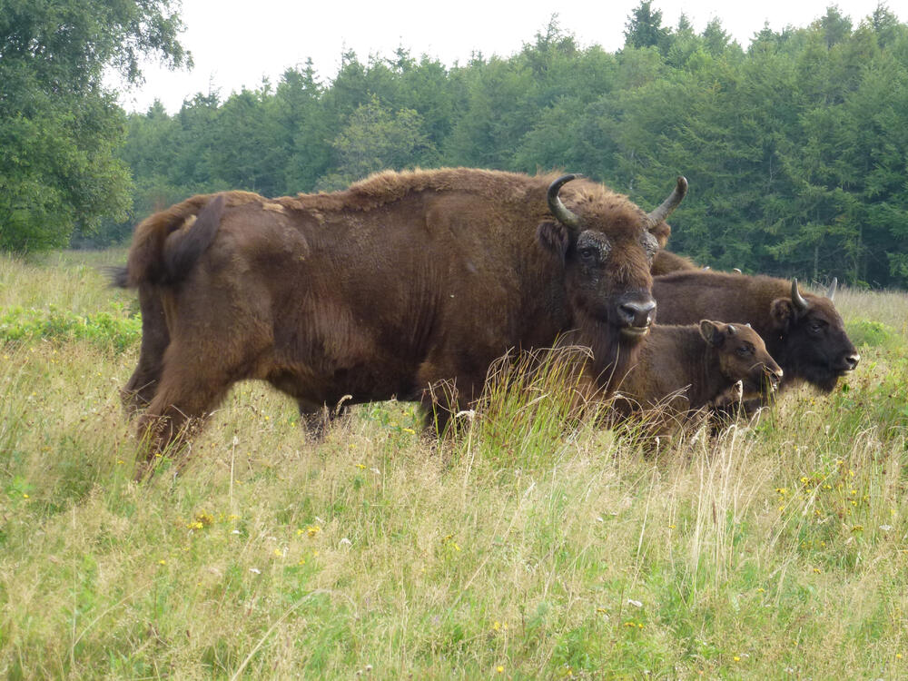 Wisente © Tillmann/DBU