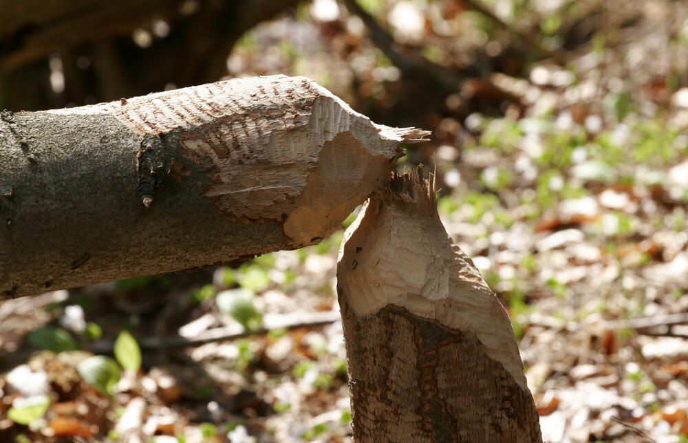 Biber Nagespuren &copy; Pauluhn, Georg/piclease