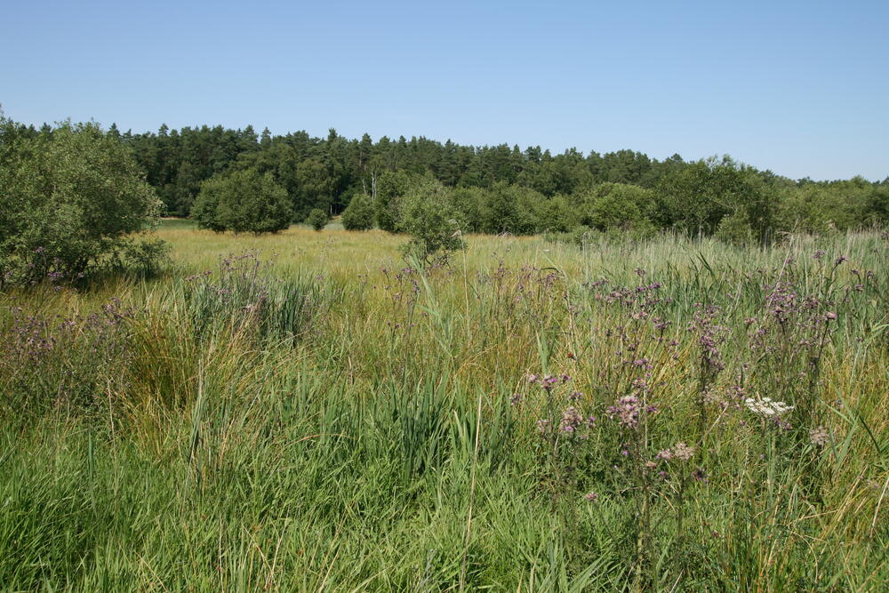 Naturerbefläche Kaarzer Holz, Zwischenmoor © DBU/Dominik Poniatowski
