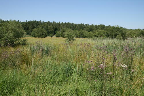 Naturerbefläche Kaarzer Holz, Zwischenmoor © DBU/Dominik Poniatowski