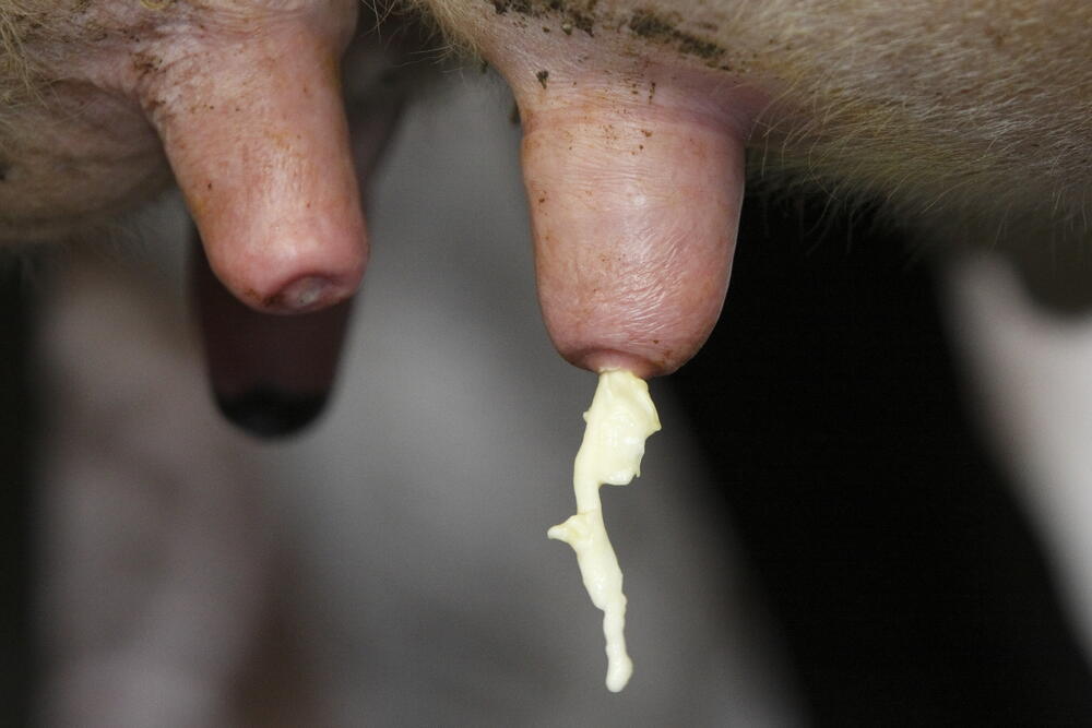 Euter entzündet - Kopie 