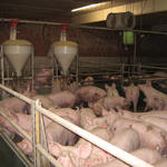 Schweinestall - Kopie 