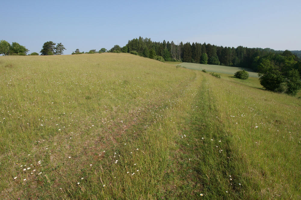 DBU-Naturerbefläche Lauterberg, Offenland © Poniatowski/DBU