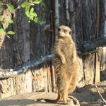 Zoo Erdmännchen 