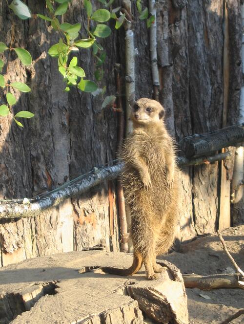 Zoo Erdmännchen 