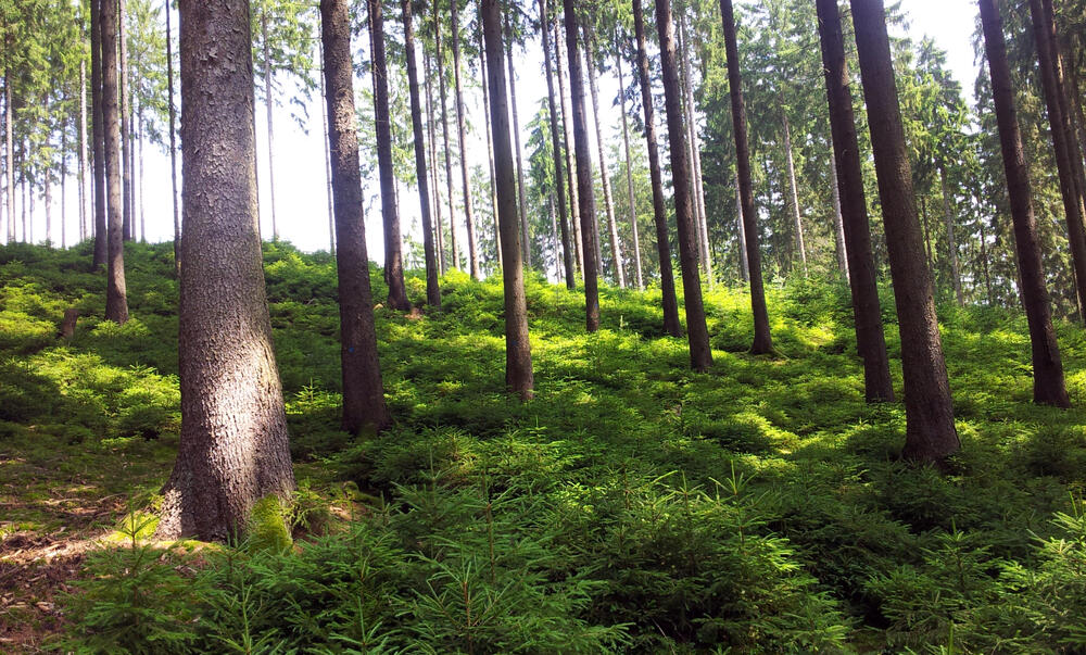 DBU-Naturerbefläche Salzunger Vorderrhön © DBU/Denstorf