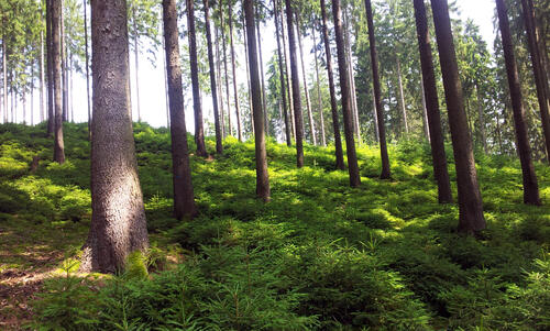 DBU-Naturerbefläche Salzunger Vorderrhön © DBU/Denstorf