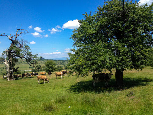 Nachhaltige Entwicklung und Naturschutz entlang des Grünen Bandes auf dem Balkan. © Foto: T. Hartel