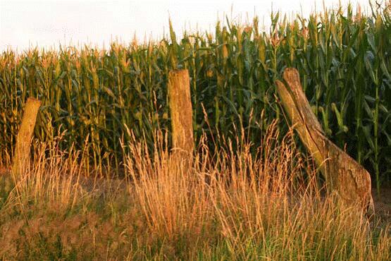 Sehen Sie selbst... &copy; Stiftung Tierärztliche Hochschule Hannover (TiHo)