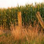 Sehen Sie selbst... &copy; Stiftung Tierärztliche Hochschule Hannover (TiHo)