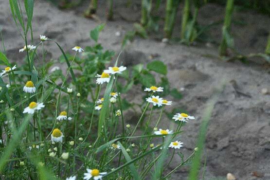 Sehen Sie selbst... &copy; Stiftung Tierärztliche Hochschule Hannover (TiHo)