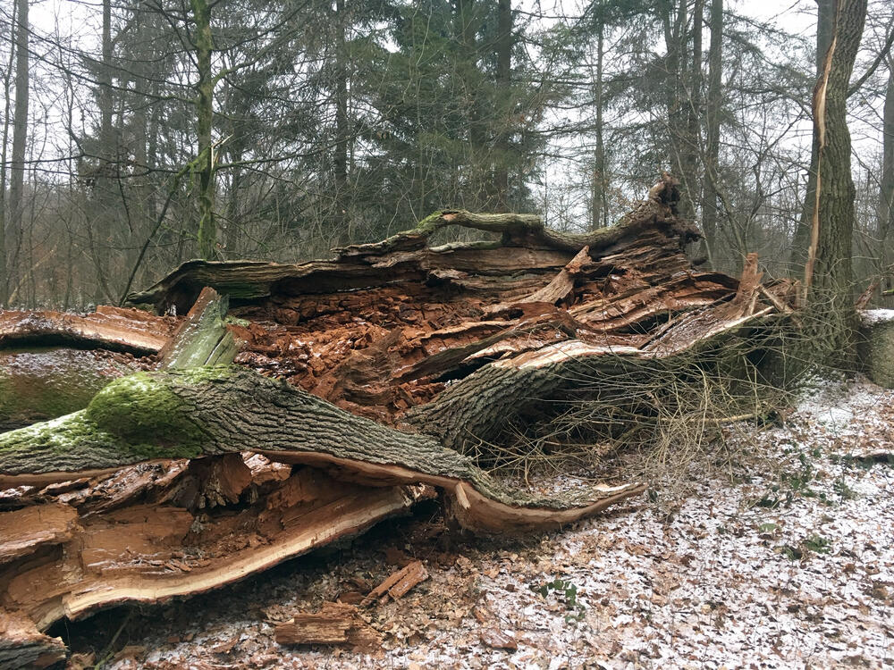 1000-jährige Boxhohn-Eiche in der Wahner Heide &copy; Florian Zieseniß/Bundesforstbetrieb Rhein-Weser