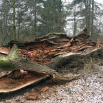 1000-jährige Boxhohn-Eiche in der Wahner Heide © Florian Zieseniß/Bundesforstbetrieb Rhein-Weser