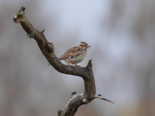 Heidelerche auf einem Ast © Werner Wahmhoff