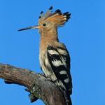 Wiedehopf © piclease/Glader, Hans