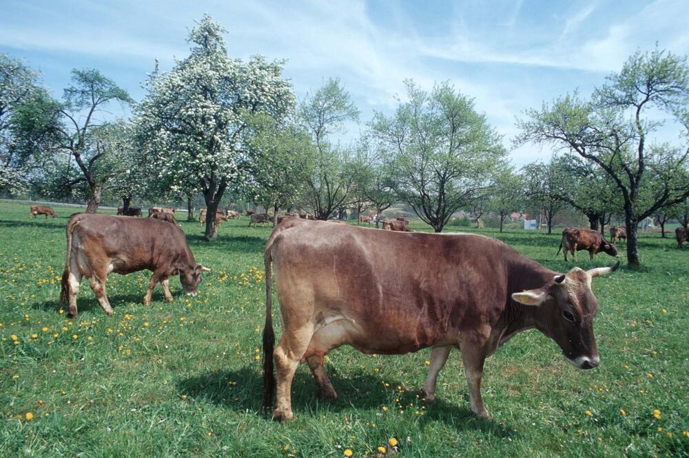 Naturschutzleistungen der Landwirtschaft &copy; Bodensee-Stiftung