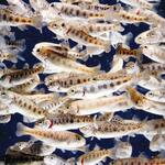 Regenbogenforellen-Brütlinge 