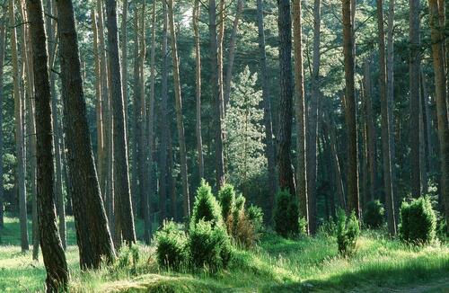 Kiefern mit Wacholder &copy; Norbert Rosing