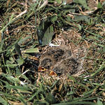 Bodennest mit Feldlerchen © Erich Thielscher/piclease