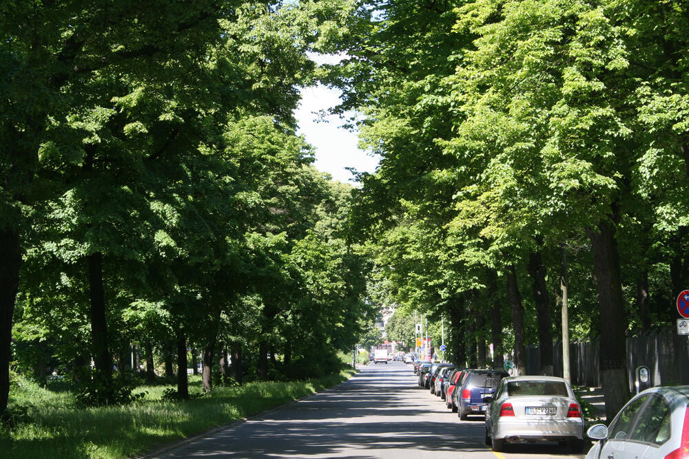 Kastanienallee © Wilhelm Irsch/piclease