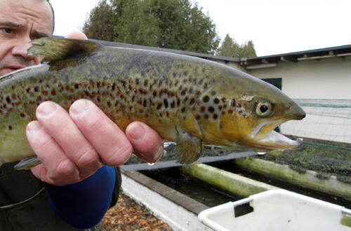 Lachs &copy; Reinhard Staats