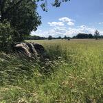 Grünlandaufwuchs © Stiftung Tierärztliche Hochschule Hannover 