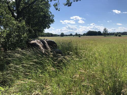 Grünlandaufwuchs © Stiftung Tierärztliche Hochschule Hannover 