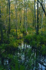 Erlenbruch_Schmale Heide_Ruegen &copy; Norbert Rosing